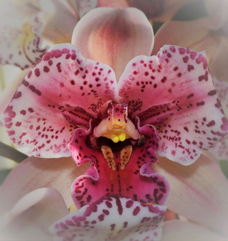 Peinture d’orchidées roses sur fond doré